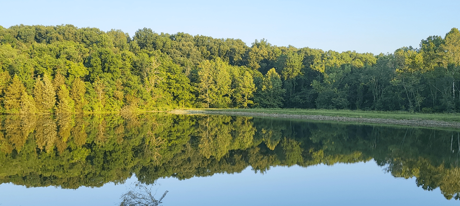 Forest reflected in calm lake water